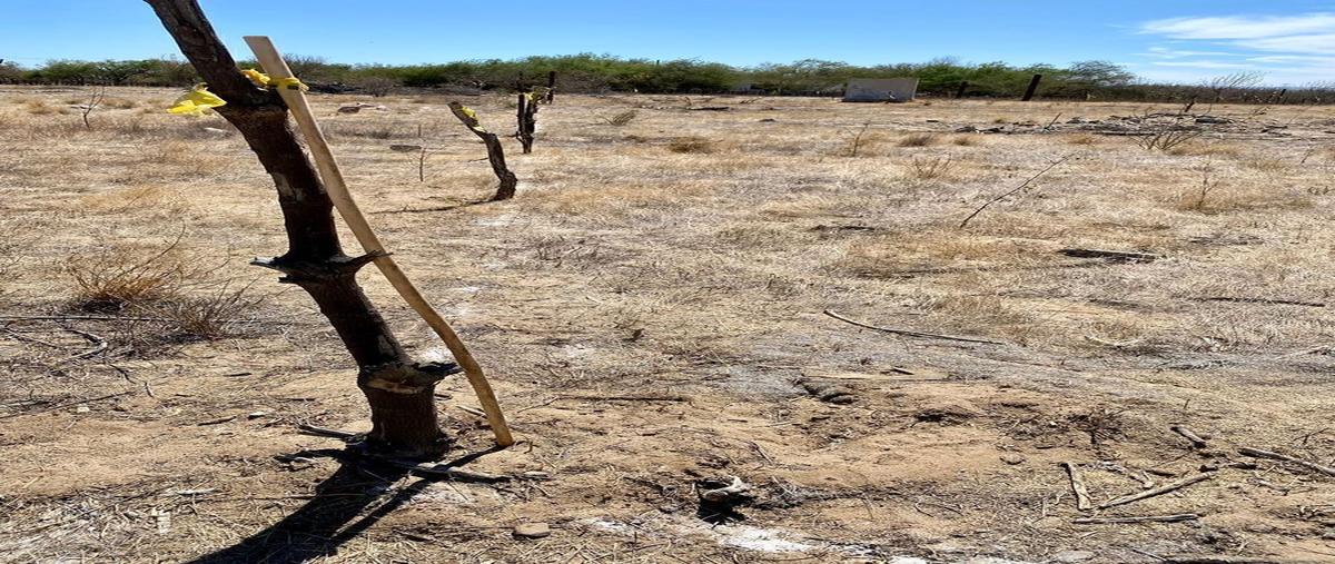 Foto de terreno habitacional en renta en camino de acceso , san antonio el zacatal, la paz, baja california sur, 28421539 No. 04