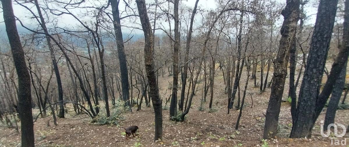 Foto de terreno habitacional en venta en camino de la herradura 198, la sierra, mineral del chico, hidalgo, 28882770 No. 05