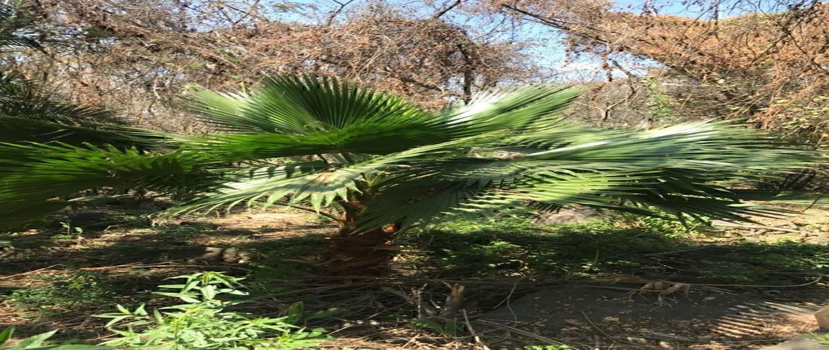 Foto de terreno habitacional en venta en camino del comodoroclub náutico puente viejo , juanacatlan, juanacatlán, jalisco, 0 No. 04