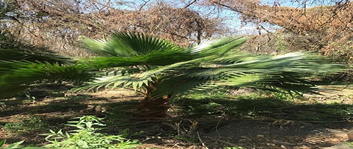 Foto de terreno habitacional en camino del comodoroclub náutico puente viejo , juanacatlan, juanacatlán, jalisco, 0 foto 04 Foto de terreno habitacional en venta en camino del comodoroclub náutico puente viejo , juanacatlan, juanacatlán, jalisco, 0 No. 04