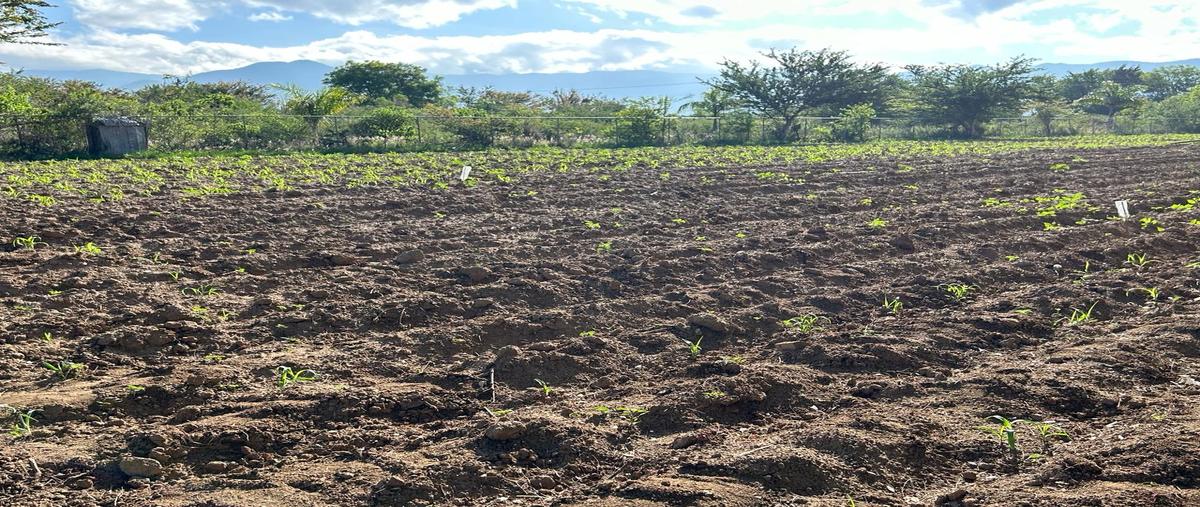 Foto de terreno habitacional en venta en camino del cura , la trinidad, tlalixtac de cabrera, oaxaca, 28770103 No. 03
