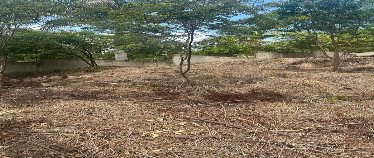 Foto de terreno habitacional en camino el zapote , álvaro obregón, san fernando, chiapas, 28534818 foto 03 Foto de terreno habitacional en venta en camino el zapote , álvaro obregón, san fernando, chiapas, 28534818 No. 03