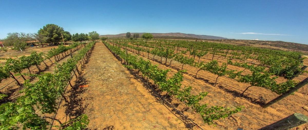 Foto de rancho en venta en camino las lomas al tigre kilometro 3 , francisco zarco (valle de guadalupe), ensenada, baja california, 27043255 No. 05