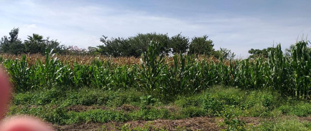Foto de terreno habitacional en venta en camino real a agua amarilla , los olivos de tlaquepaque, san pedro tlaquepaque, jalisco, 15178037 No. 04