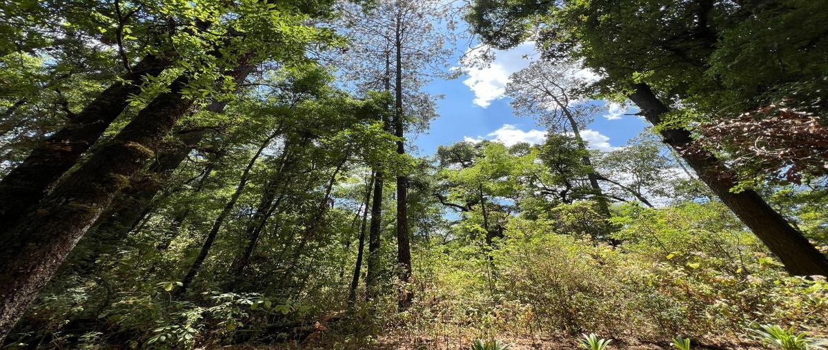 Foto de terreno habitacional en venta en camino sin nombre la pitaya , san simón el alto, valle de bravo, méxico, 27950895 No. 03