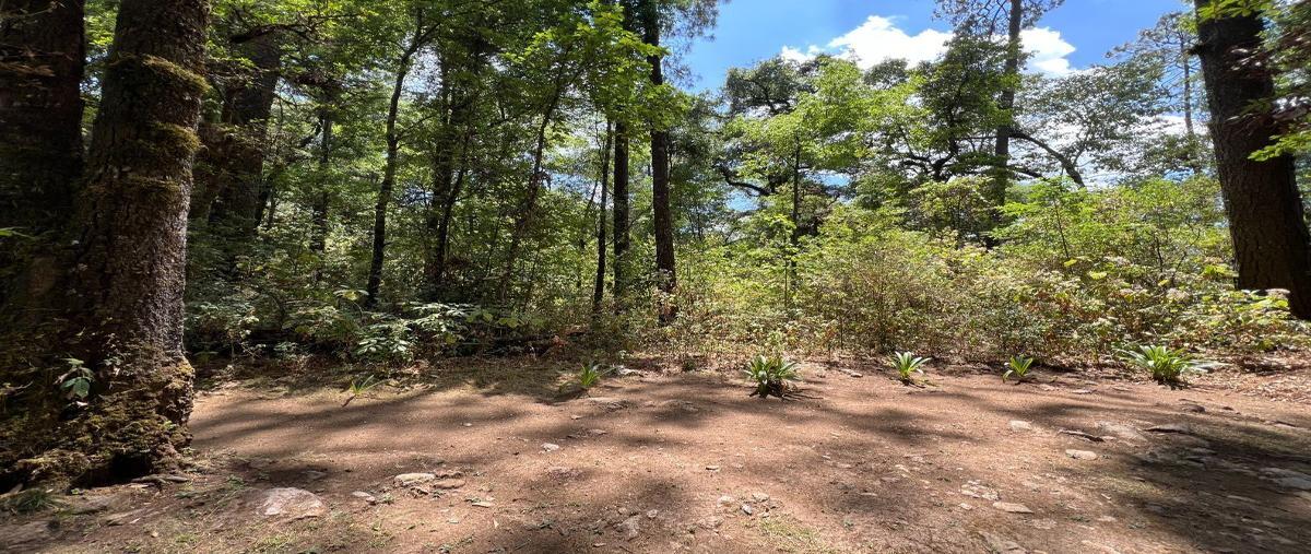 Foto de terreno habitacional en venta en camino sin nombre la pitaya , san simón el alto, valle de bravo, méxico, 27950895 No. 04