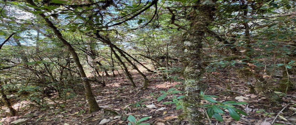 Foto de terreno habitacional en venta en camino sin nombre la pitaya , san simón el alto, valle de bravo, méxico, 27950895 No. 05