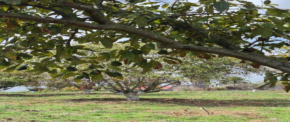 Foto de terreno habitacional en venta en camino sin nombre , nepantla de sor juana inés, tepetlixpa, méxico, 29978318 No. 04