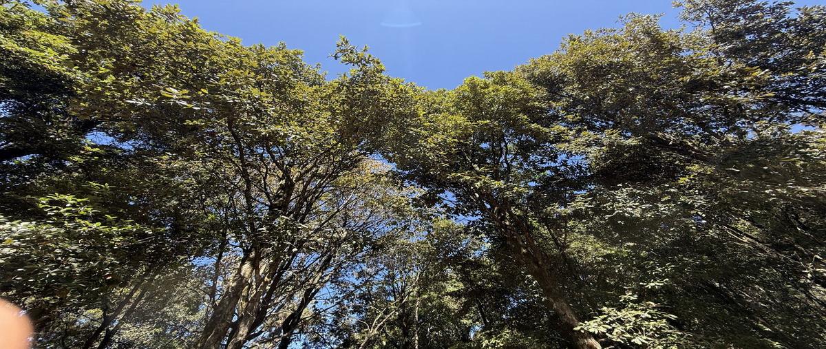 Foto de terreno industrial en venta en camino sin nombre , san simón el alto, valle de bravo, méxico, 29905017 No. 04