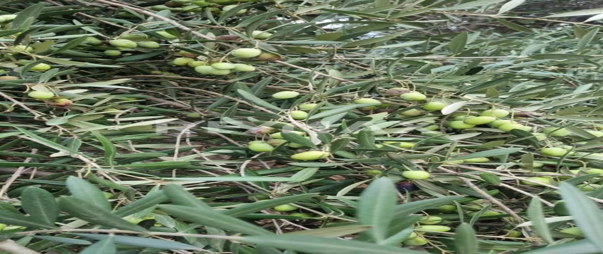 Foto de terreno comercial en camino vecinal 0, carretera tijuana-tecate delegacion presa este , margarita residencial, tijuana, baja california, 30254633 foto 05 Foto de terreno comercial en venta en camino vecinal 0, carretera tijuana-tecate delegacion presa este , margarita residencial, tijuana, baja california, 30254633 No. 05