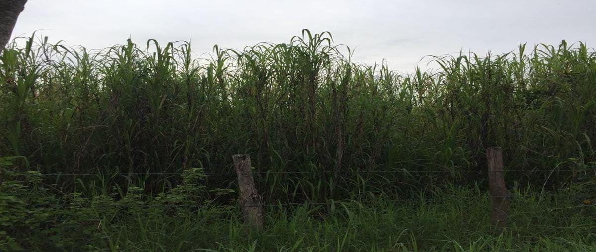 Foto de rancho en camino villa hidalgo , cuauhtémoc, villaflores, chiapas, 26735710 foto 04 Foto de rancho en venta en camino villa hidalgo , cuauhtémoc, villaflores, chiapas, 26735710 No. 04