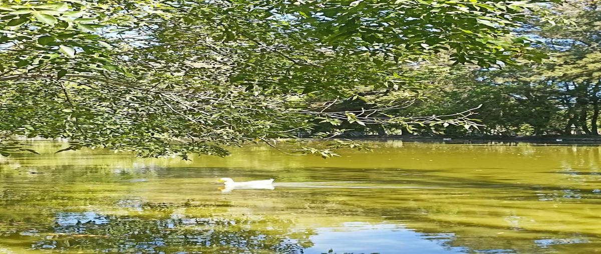 Foto de terreno habitacional en venta en  , campestre santuario de santa rita, san francisco del rincón, guanajuato, 0 No. 05