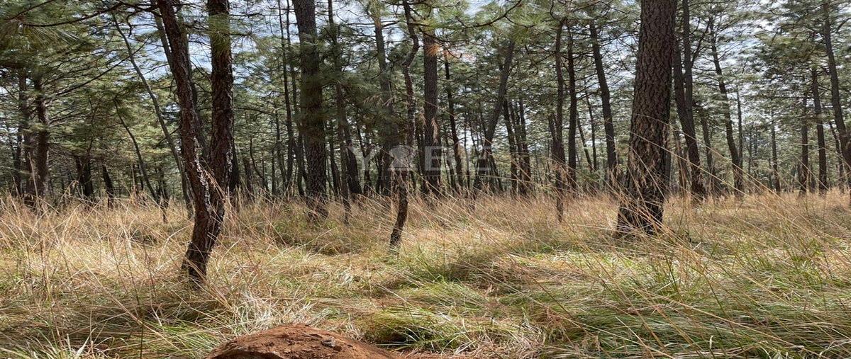 Foto de terreno habitacional en venta en campestreboskania , atemajac de brizuela, atemajac de brizuela, jalisco, 0 No. 03