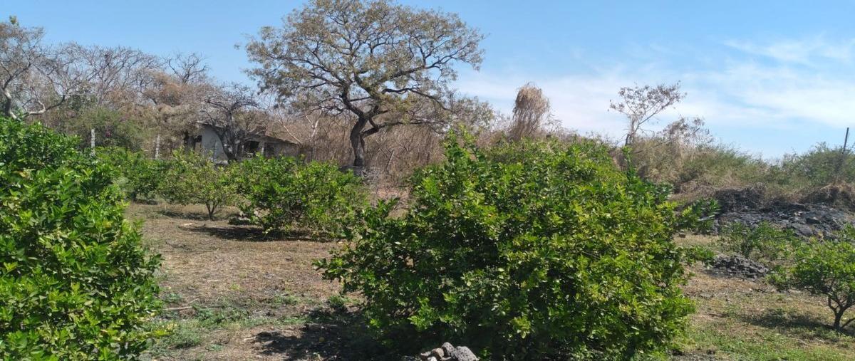 Foto de terreno habitacional en venta en campo texcalzingo , atlacholoaya, xochitepec, morelos, 26110897 No. 05