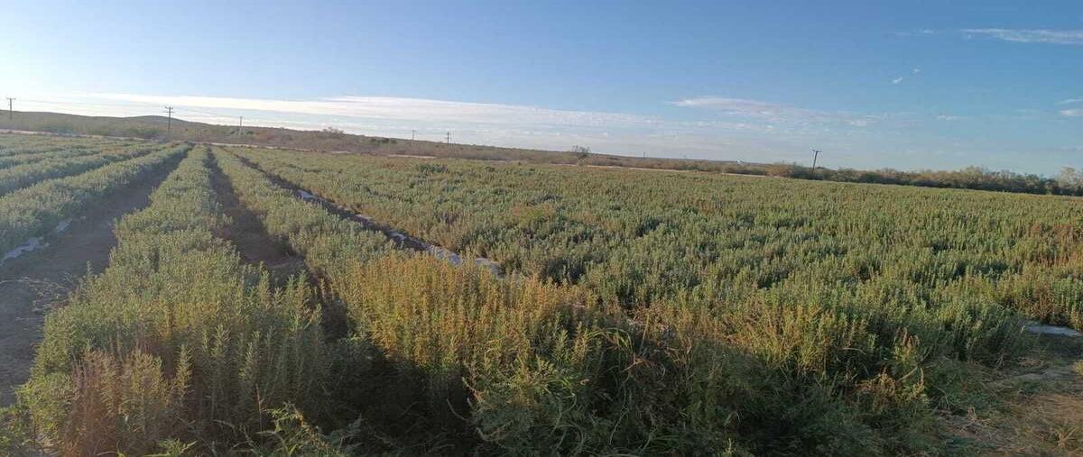 Foto de rancho en venta en cananea , el carrizal, la paz, baja california sur, 29218373 No. 02