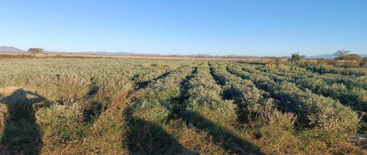 Foto de rancho en venta en cananea , el carrizal, la paz, baja california sur, 29218373 No. 04