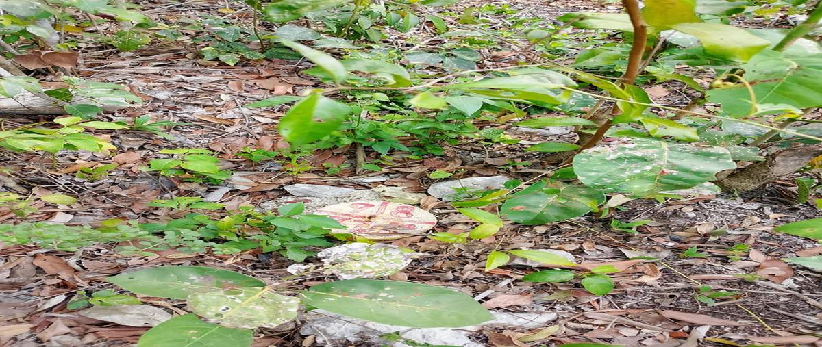 Foto de terreno habitacional en venta en  , cancún (internacional de cancún), benito juárez, quintana roo, 0 No. 04
