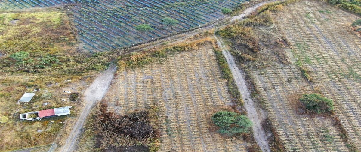 Foto de terreno habitacional en renta en canelo , buenavista, tlajomulco de zúñiga, jalisco, 0 No. 05