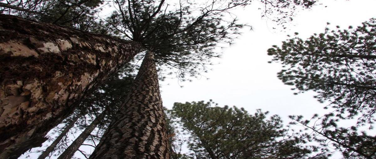Foto de terreno habitacional en venta en carretera a chiquilistlan , chiquilistlan, chiquilistlán, jalisco, 0 No. 05
