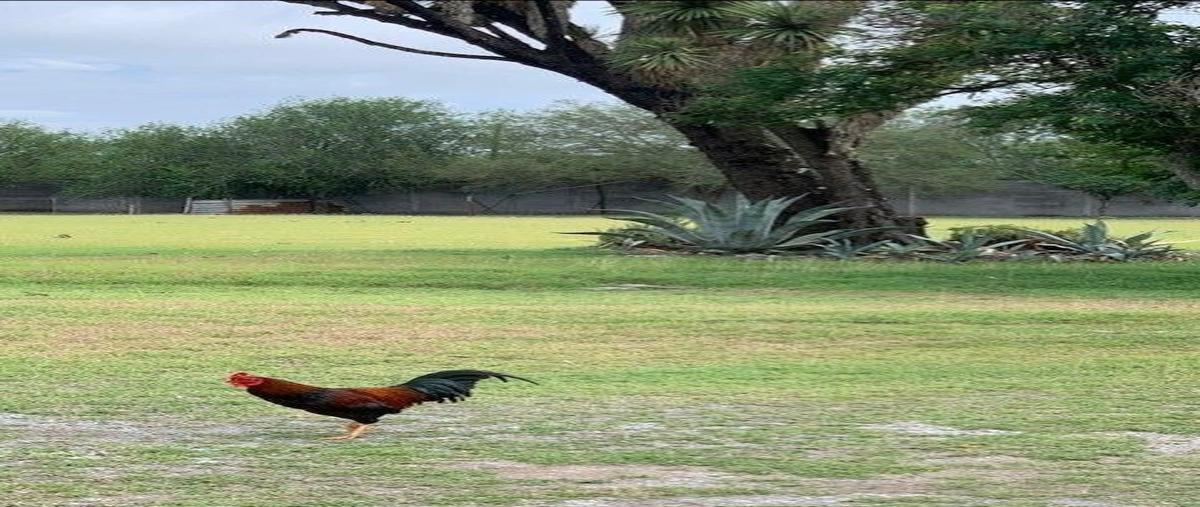 Foto de rancho en venta en carretera a galeana , miguel hidalgo, linares, nuevo león, 0 No. 03