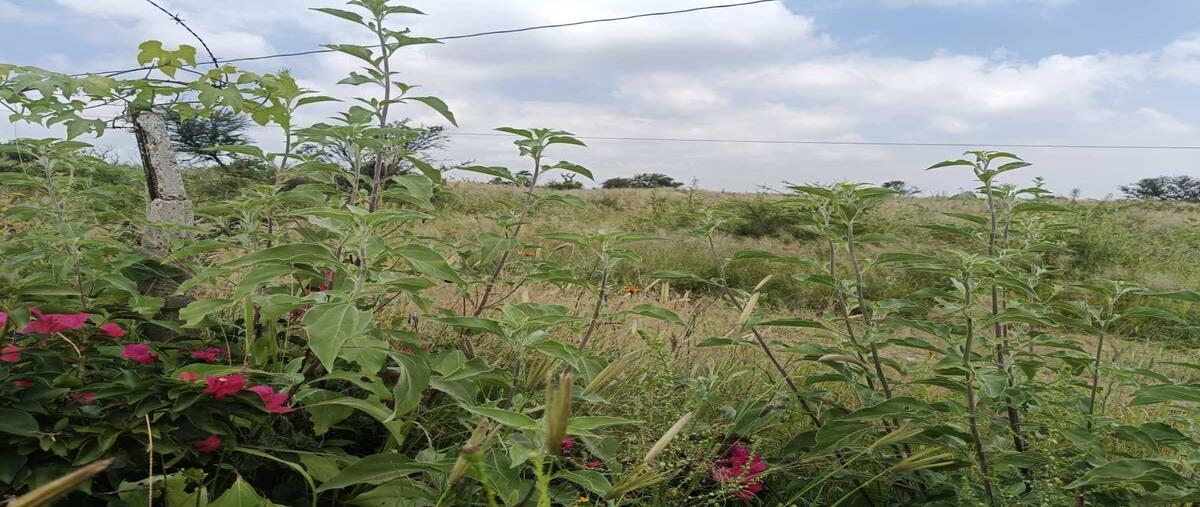Foto de terreno habitacional en venta en carretera agostaderito , rancho santa mónica, aguascalientes, aguascalientes, 0 No. 03