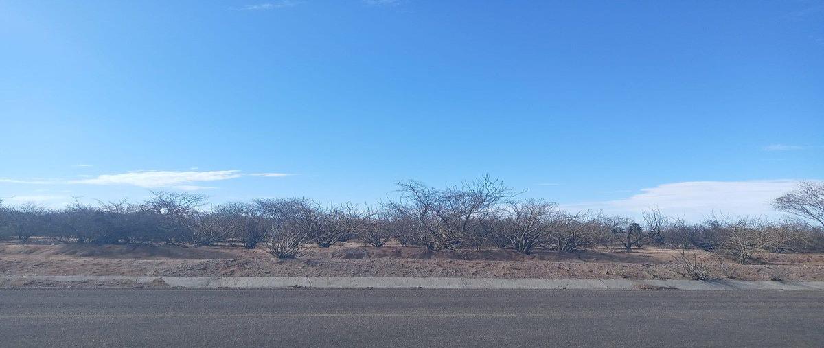 Foto de terreno habitacional en venta en carretera al saltito , agua de los coyotes, la paz, baja california sur, 0 No. 05