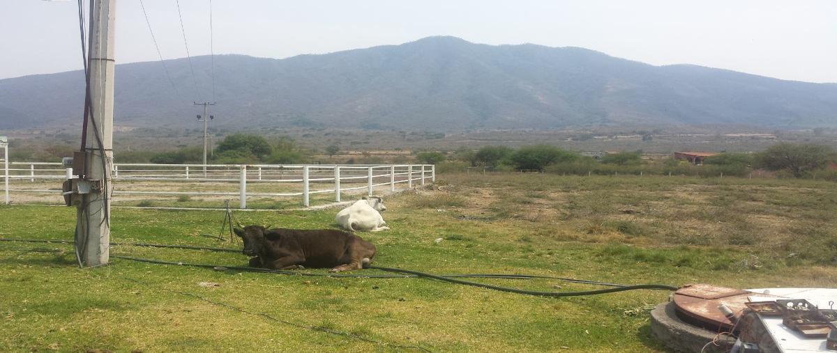 Foto de rancho en venta en carretera antigua chapala , los cedros, ixtlahuacán de los membrillos, jalisco, 17706782 No. 05