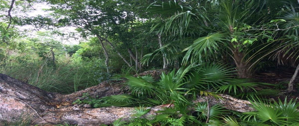 Foto de terreno habitacional en venta en carretera bacalar - xtomoc , bacalar dos, bacalar, quintana roo, 27476022 No. 03