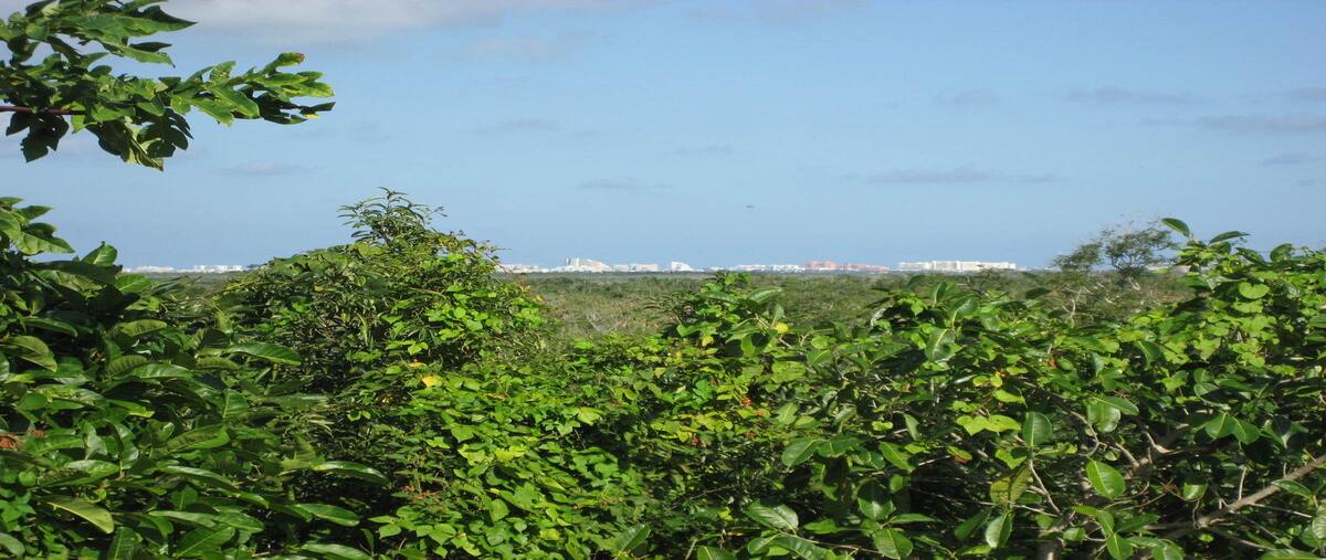 Foto de terreno habitacional en carretera cancun aeropuerto , alfredo v bonfil, benito juárez, quintana roo, 0 foto 02 Foto de terreno habitacional en venta en carretera cancun aeropuerto , alfredo v bonfil, benito juárez, quintana roo, 0 No. 02