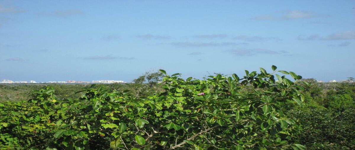 Foto de terreno habitacional en carretera cancun aeropuerto , alfredo v bonfil, benito juárez, quintana roo, 0 foto 04 Foto de terreno habitacional en venta en carretera cancun aeropuerto , alfredo v bonfil, benito juárez, quintana roo, 0 No. 04