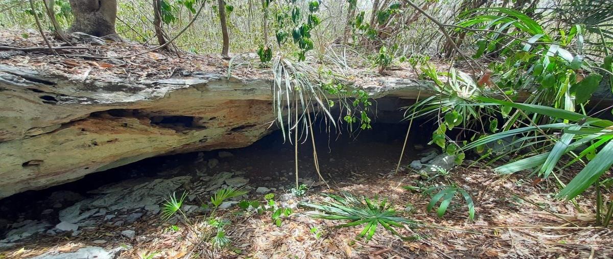 Foto de terreno habitacional en carretera cancún - puerto morelos , puerto morelos, benito juárez, quintana roo, 29472856 foto 03 Foto de terreno habitacional en renta en carretera cancún - puerto morelos , puerto morelos, benito juárez, quintana roo, 29472856 No. 03