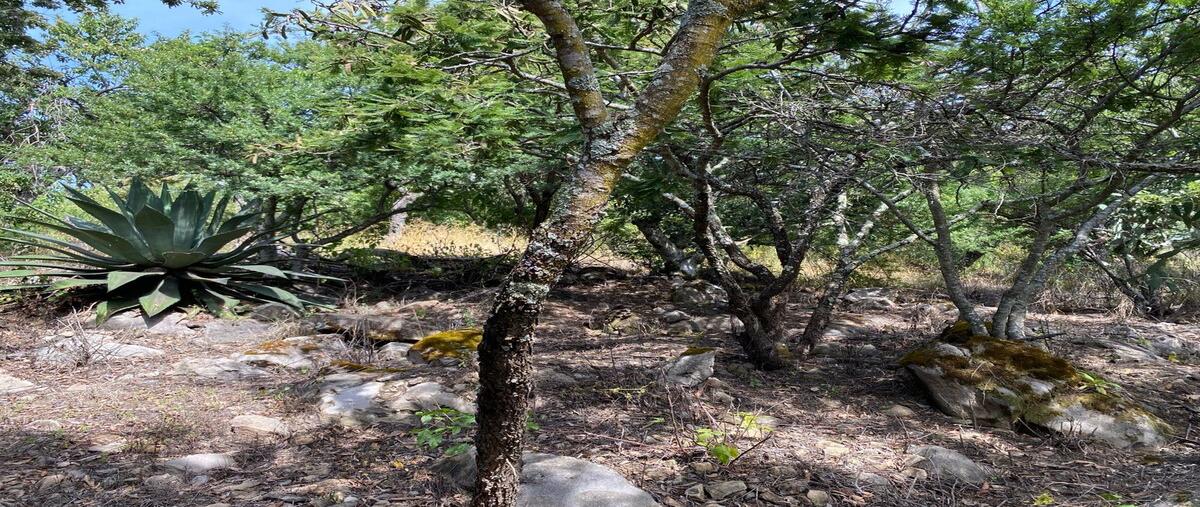 Foto de terreno habitacional en carretera catarina - atemajac de brizuela kilometro 27 , atemajac de brizuela, atemajac de brizuela, jalisco, 30413564 foto 04 Foto de terreno habitacional en venta en carretera catarina - atemajac de brizuela kilometro 27 , atemajac de brizuela, atemajac de brizuela, jalisco, 30413564 No. 04