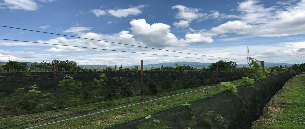 Foto de terreno habitacional en carretera celaya- dolores hidalgo comonfort , comonfort centro, comonfort, guanajuato, 0 foto 03 Foto de terreno habitacional en venta en carretera celaya- dolores hidalgo comonfort , comonfort centro, comonfort, guanajuato, 0 No. 03