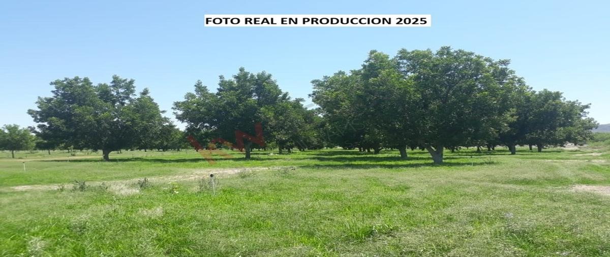 Foto de terreno habitacional en venta en carretera chihuahua a ojinaga 1, coyame, coyame del sotol, chihuahua, 31029394 No. 04