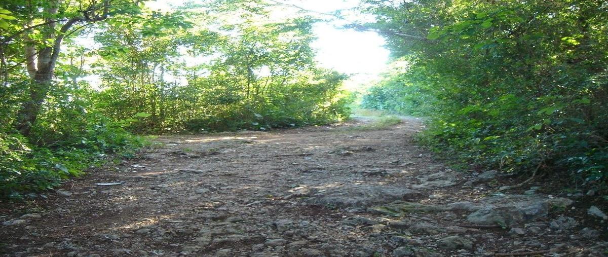 Foto de terreno habitacional en venta en carretera costera del golfo (carretera libre 180) , sudzal, sudzal, yucatán, 28201674 No. 03