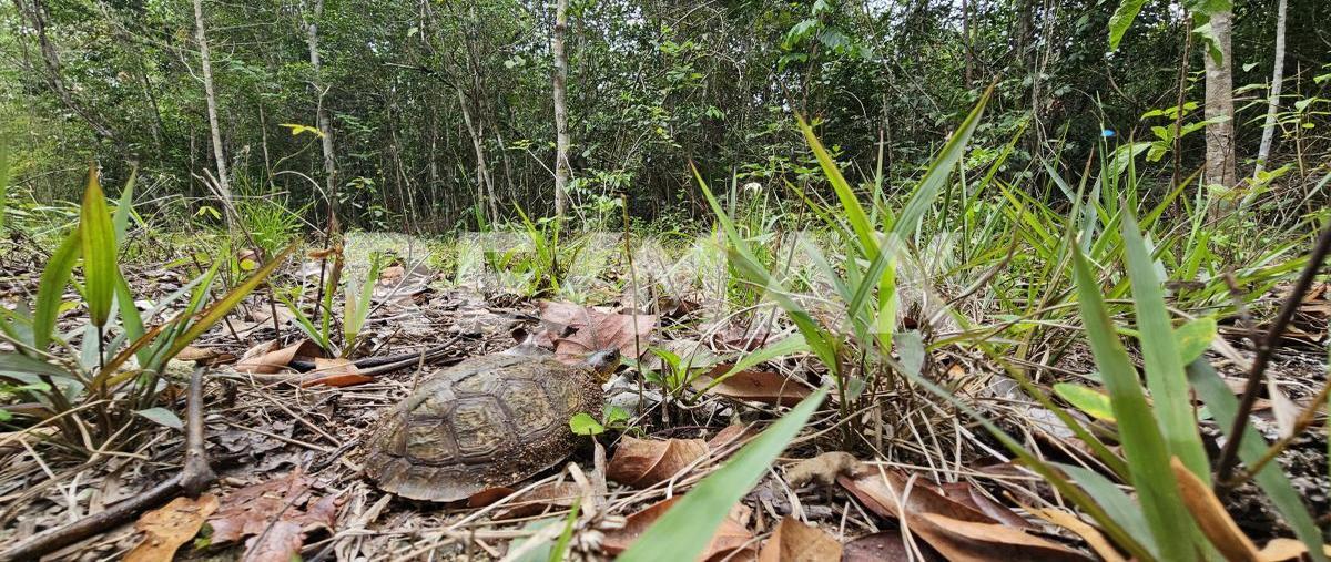 Foto de terreno habitacional en venta en carretera costera sur kilometro 15 , zona hotelera sur, cozumel, quintana roo, 31482637 No. 05