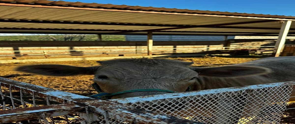 Foto de rancho en carretera de la griega a el lobo kilometro 4.5, el lobo, el márqués, qro. , el lobo, el marqués, querétaro, 0 foto 03 Foto de rancho en venta en carretera de la griega a el lobo kilometro 4.5, el lobo, el márqués, qro. , el lobo, el marqués, querétaro, 0 No. 03