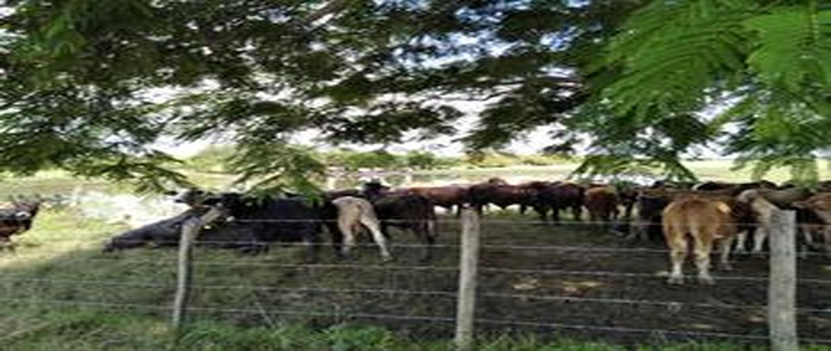 Foto de rancho en carretera ébano - estación manuel , chapacao dos, pánuco, veracruz de ignacio de la llave, 31717564 foto 04 Foto de rancho en venta en carretera ébano - estación manuel , chapacao dos, pánuco, veracruz de ignacio de la llave, 31717564 No. 04