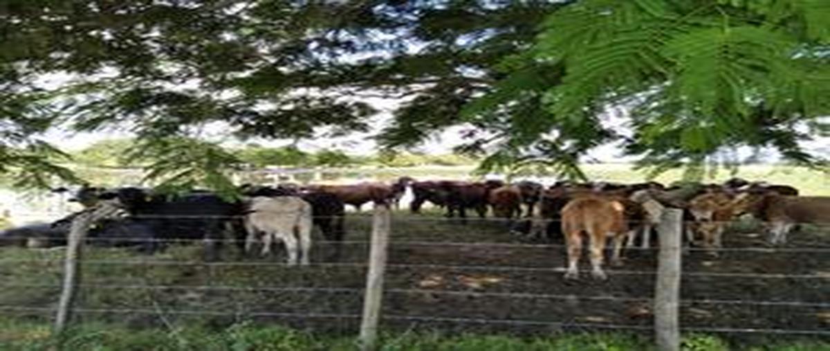 Foto de rancho en carretera ébano - estación manuel , chapacao dos, pánuco, veracruz de ignacio de la llave, 31717564 foto 05 Foto de rancho en venta en carretera ébano - estación manuel , chapacao dos, pánuco, veracruz de ignacio de la llave, 31717564 No. 05