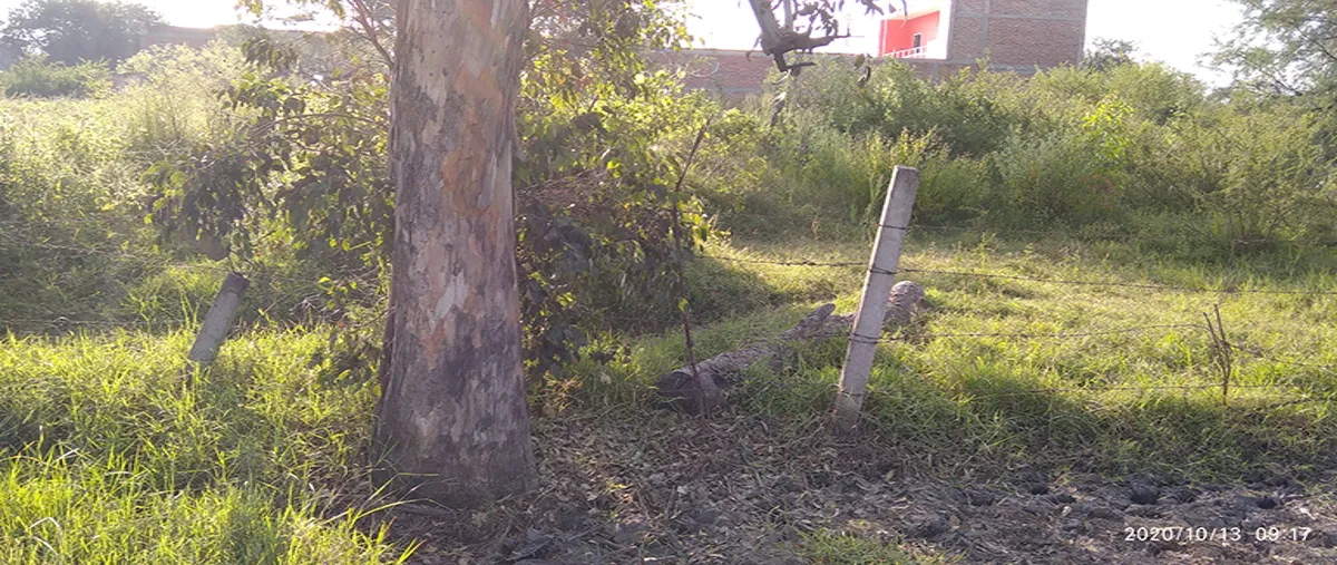Foto de terreno industrial en venta en carretera el zapote 25, villa corona centro, villa corona, jalisco, 0 No. 05