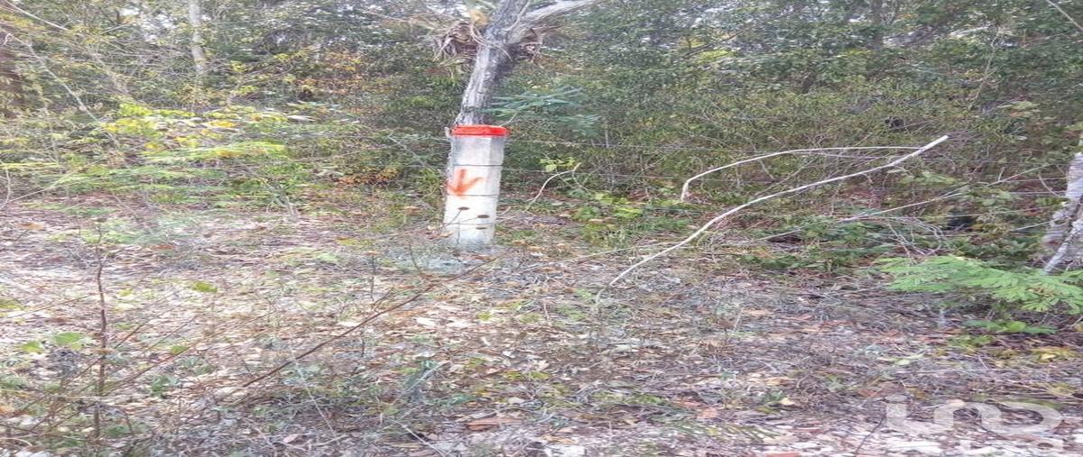 Foto de terreno comercial en venta en carretera federal 307 , chun on, felipe carrillo puerto, quintana roo, 28723567 No. 03