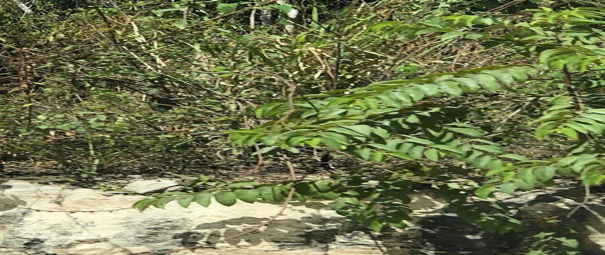 Foto de terreno habitacional en venta en carretera federal 307 , playa del carmen centro, solidaridad, quintana roo, 0 No. 03