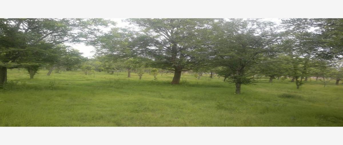 Foto de terreno comercial en venta en carretera federal alpuyeca a grutas kilometro 3.5, alpuyeca, xochitepec, morelos, 432902 No. 02