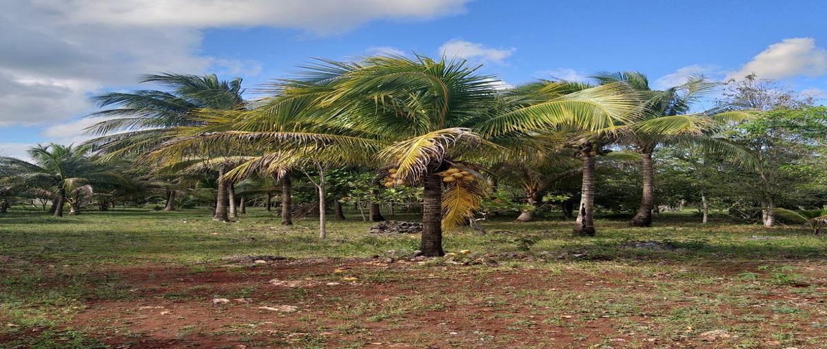 Foto de terreno habitacional en carretera federal leona vicario , leona vicario, puerto morelos, quintana roo, 8308338 foto 01 Foto de terreno habitacional en venta en carretera federal leona vicario , leona vicario, puerto morelos, quintana roo, 8308338 No. 01