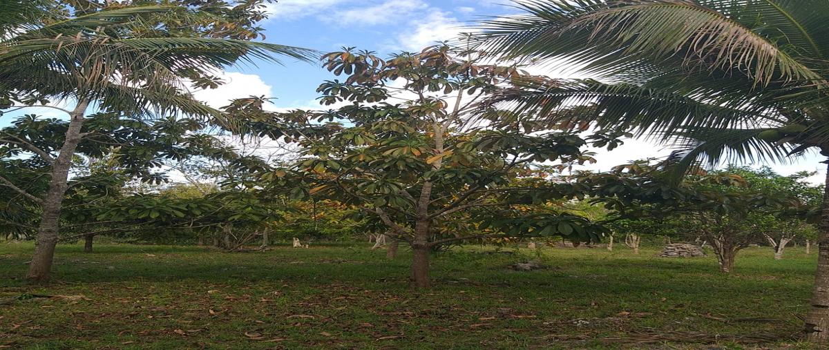 Foto de terreno habitacional en carretera federal leona vicario , leona vicario, puerto morelos, quintana roo, 8308338 foto 03 Foto de terreno habitacional en venta en carretera federal leona vicario , leona vicario, puerto morelos, quintana roo, 8308338 No. 03