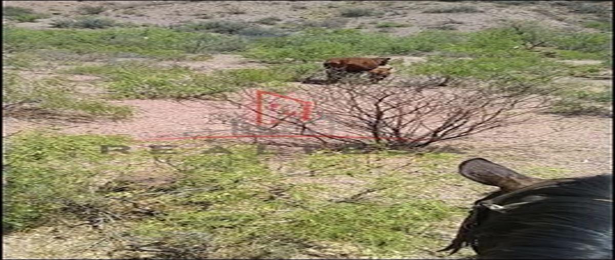 Foto de rancho en venta en carretera flores magon , zona centro, chihuahua, chihuahua, 18346157 No. 05