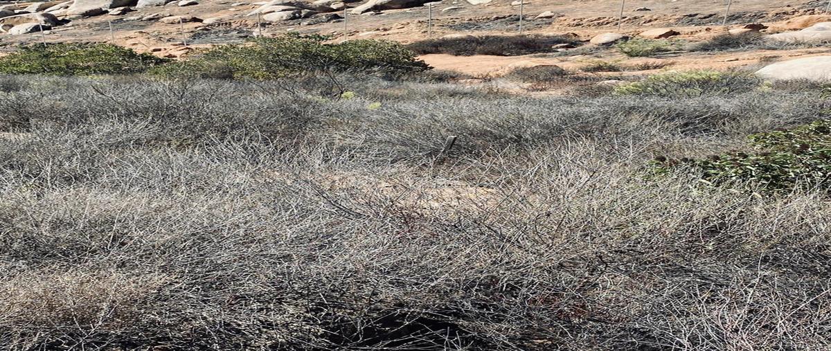Foto de terreno habitacional en venta en carretera francisco zarco , francisco zarco (valle de guadalupe), ensenada, baja california, 30773600 No. 09