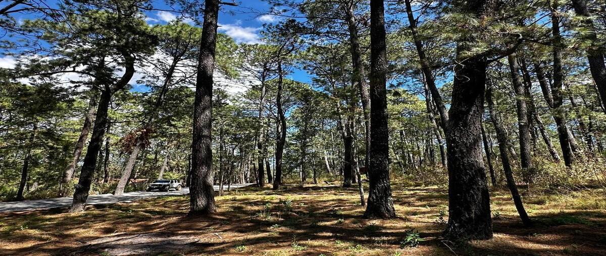Foto de terreno habitacional en carretera guadalajara kilometro 27 , san antonio, tapalpa, jalisco, 28984618 foto 02 Foto de terreno habitacional en venta en carretera guadalajara kilometro 27 , san antonio, tapalpa, jalisco, 28984618 No. 02