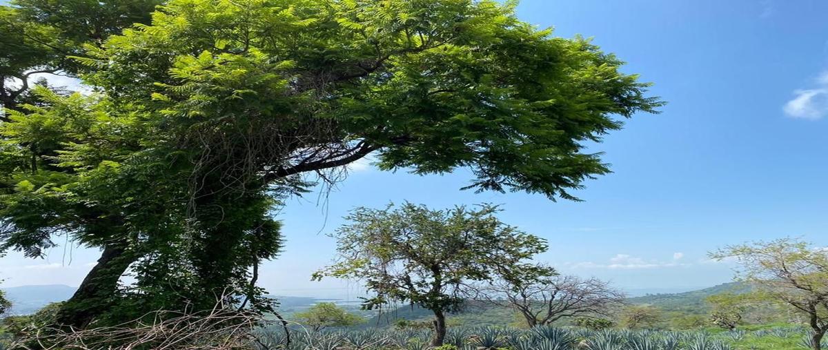 Foto de terreno habitacional en venta en carretera guadalajara - ocotlán , loma dorada, poncitlán, jalisco, 0 No. 04
