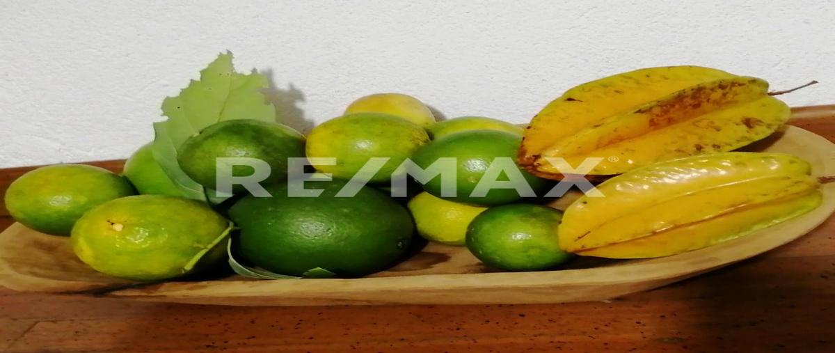 Foto de rancho en venta en carretera jalpan-xilitla kilometro 254 xilitilla, xilitla san luis potosí , xilitla, xilitla, san luis potosí, 30190145 No. 05